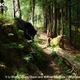 Illustration for article titled Thursidae - Ursus thibetanus Edition